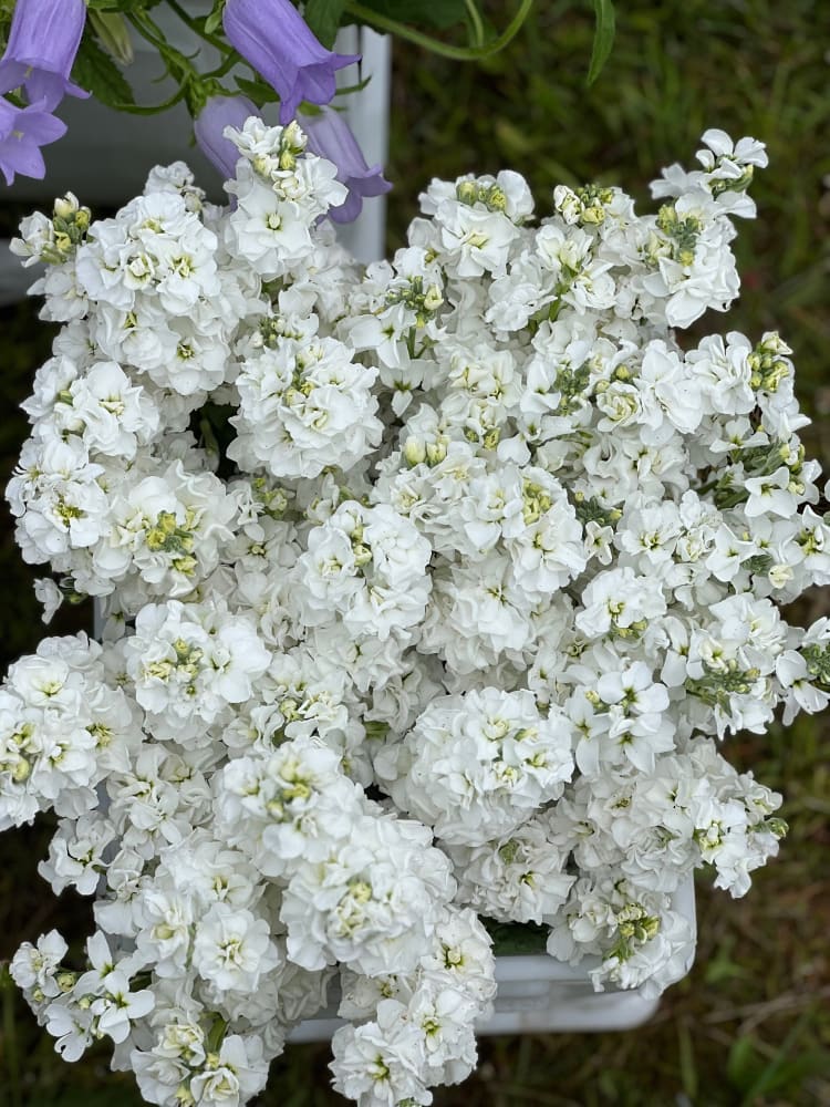 Matthiola incana Iron White therapyofflowers.com