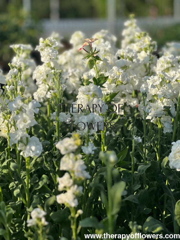 Matthiola incana Iron White therapyofflowers.com