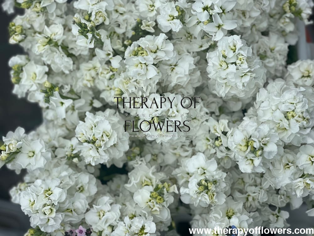 Matthiola incana Iron White therapyofflowers.com