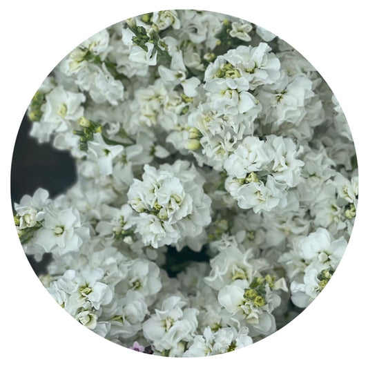 Matthiola incana Iron White - 30 seeds / 60 cm - Seeds