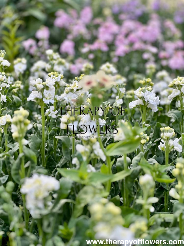 Matthiola incana Iron White therapyofflowers.com