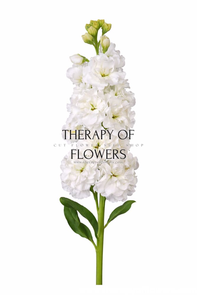 Matthiola incana Iron White - 30 seeds / 60 cm - Seeds