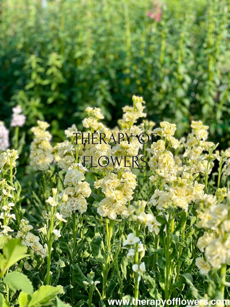 Matthiola incana Iron Yellow therapyofflowers.com