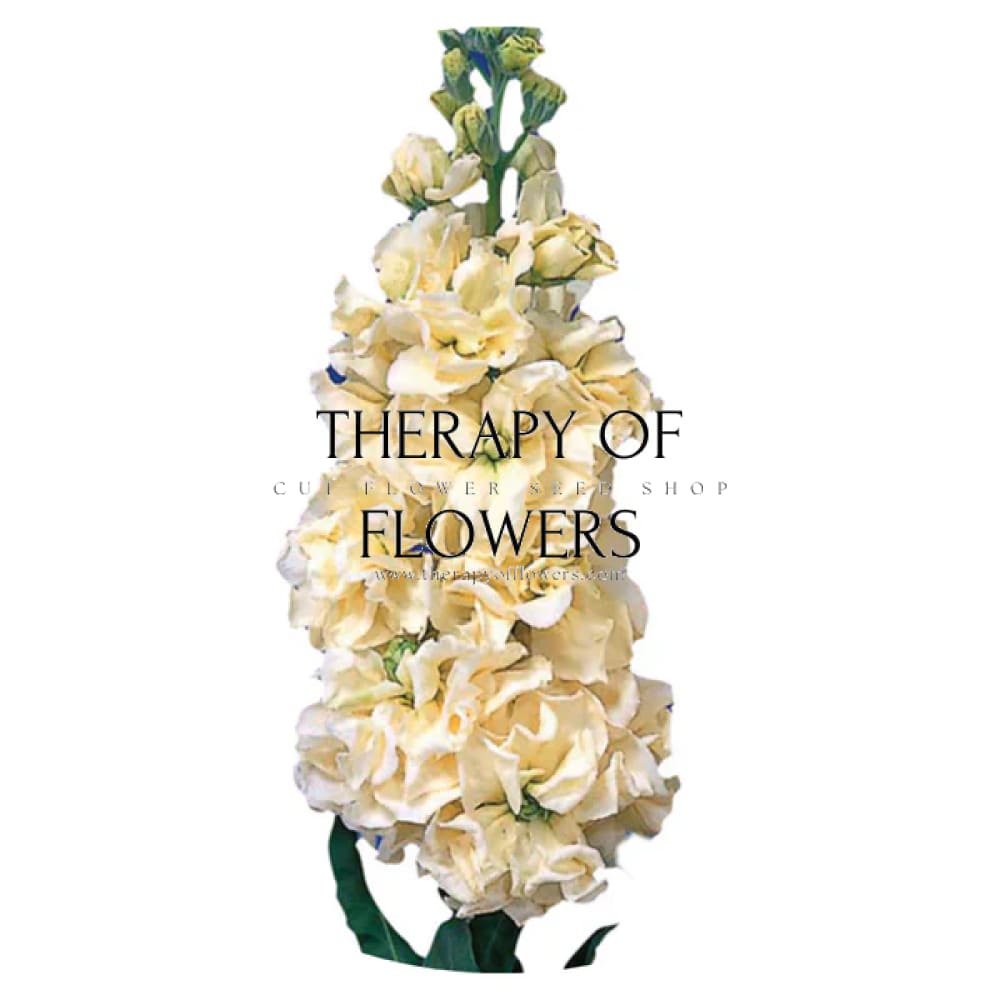 Matthiola incana Iron Yellow therapyofflowers.com