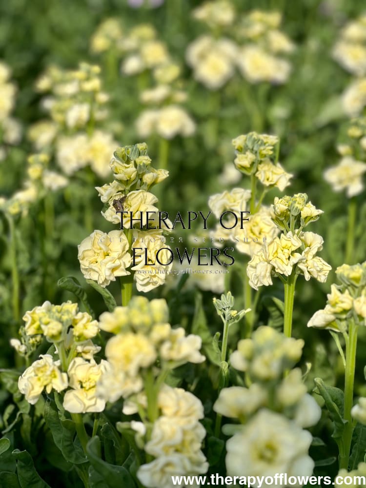 Matthiola incana Iron Yellow therapyofflowers.com