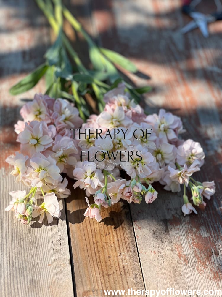 Matthiola incana Katz Apricot therapyofflowers.com