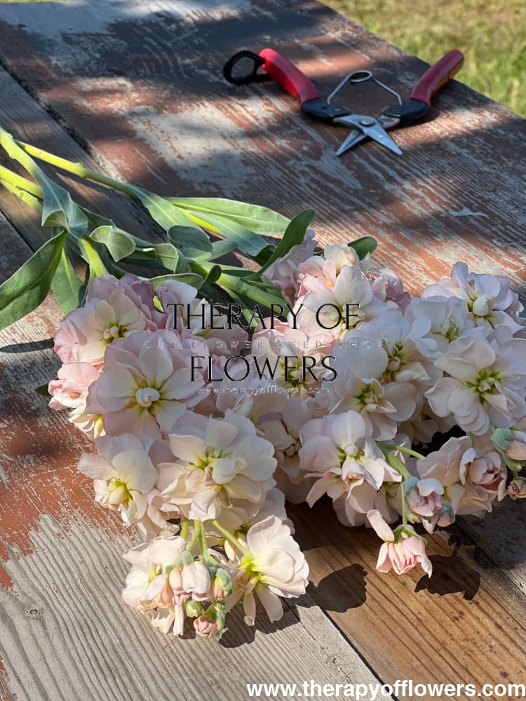 Matthiola incana Katz Apricot therapyofflowers.com