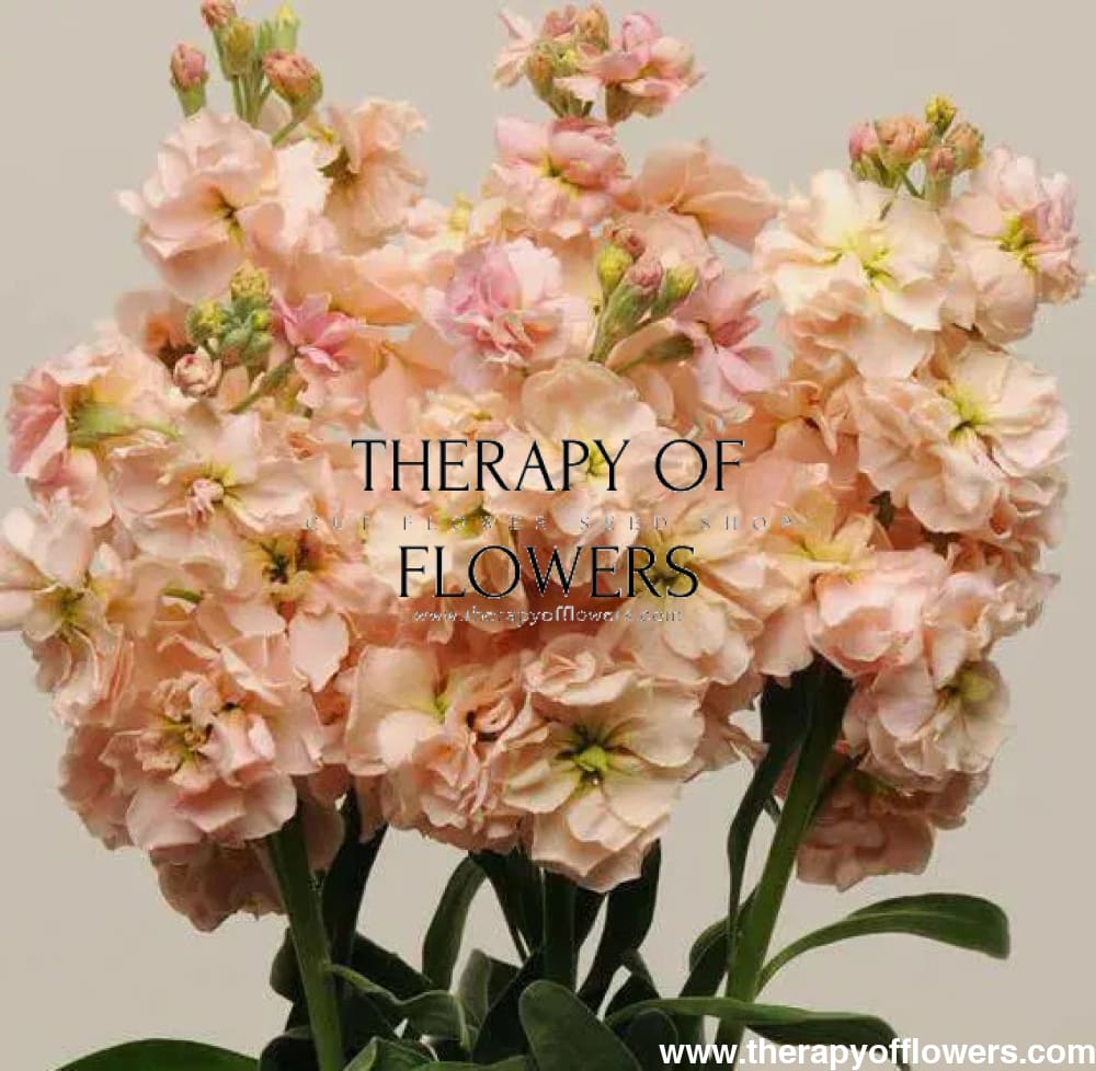 Matthiola incana Katz Apricot.