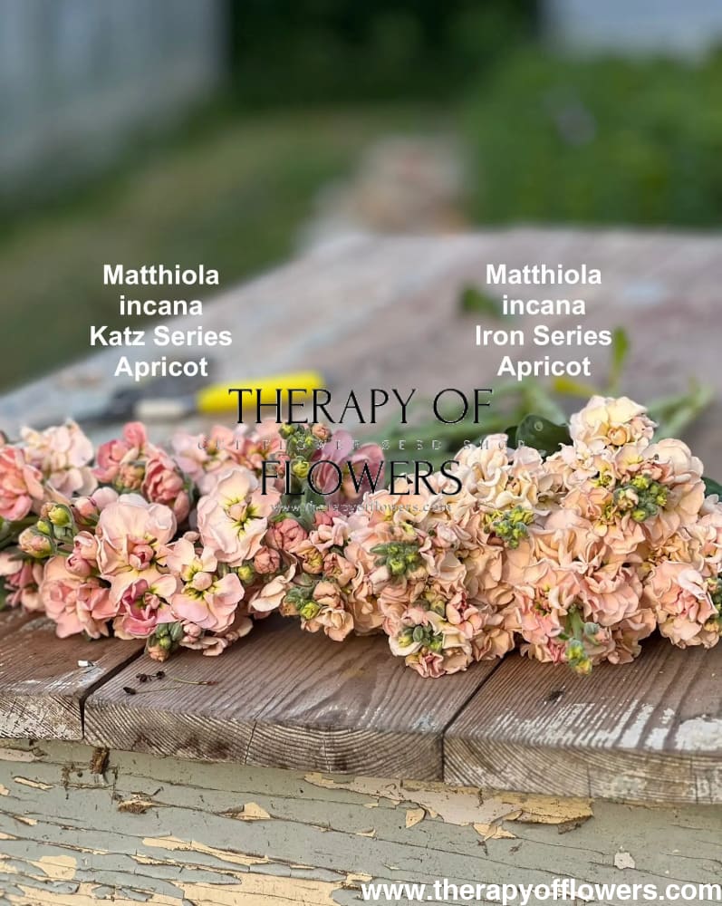 Matthiola incana Katz Apricot therapyofflowers.com