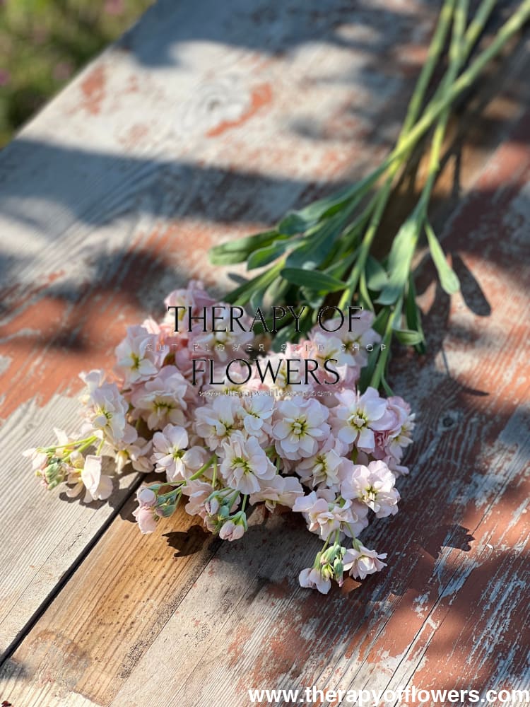 Matthiola incana Katz Apricot therapyofflowers.com