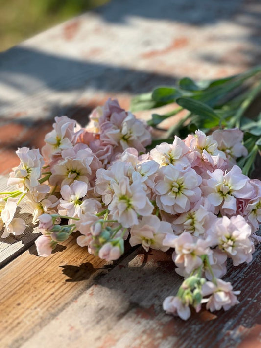 Matthiola incana Katz Apricot therapyofflowers.com