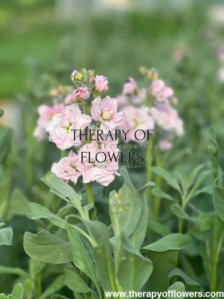 Matthiola incana Katz Cherry Blossom.