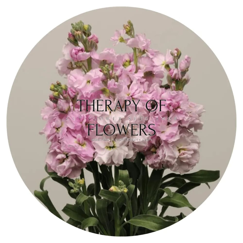 Matthiola Katz Cherry Blossom