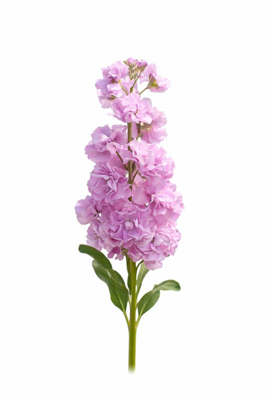Matthiola incana Katz Lavender Light | Stock - 20 seeds / 60–70 cm - Seeds
