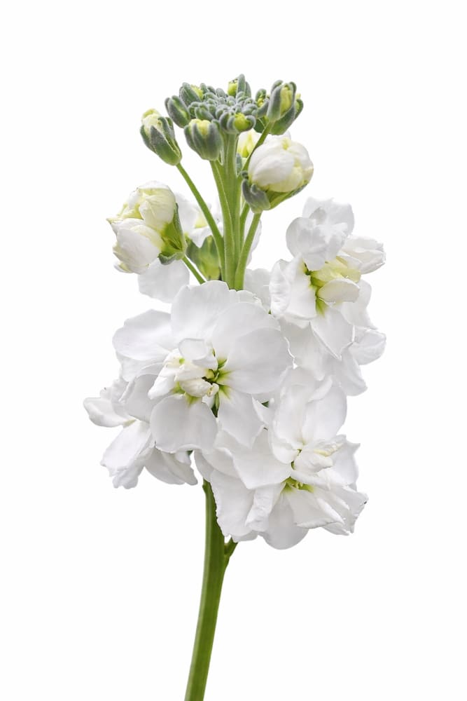 Matthiola incana Katz White | Stock therapyofflowers.com