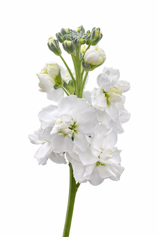 Matthiola incana Katz White | Stock therapyofflowers.com