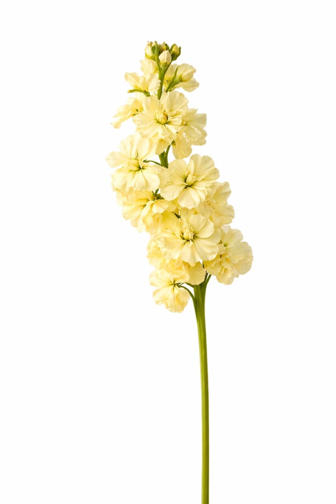 Matthiola incana Katz Yellow | Stock therapyofflowers.com