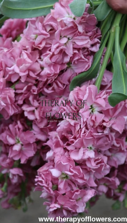Matthiola incana Mathilda™ Antique Rose | Stock therapyofflowers.com