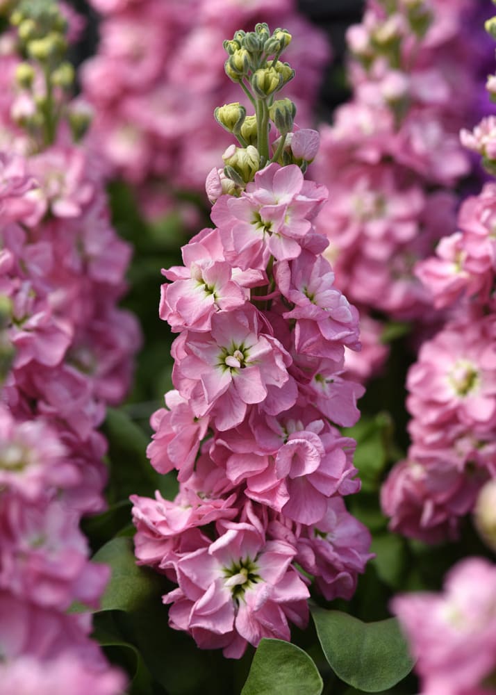Matthiola incana Mathilda Antique Rose