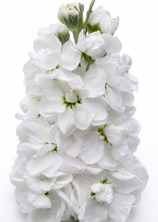Matthiola incana Mathilda™ White | Stock | Group 2 therapyofflowers.com