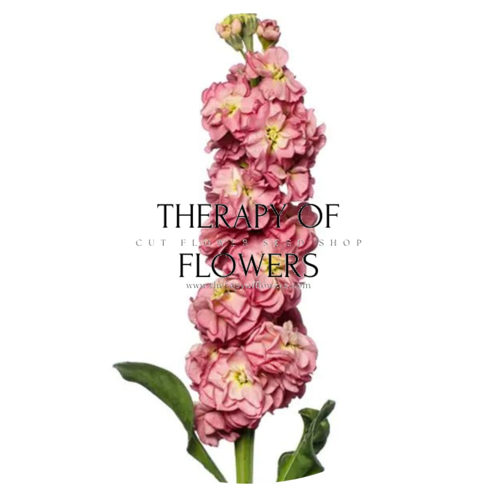 Matthiola incana StoX® Antique Rose therapyofflowers.com