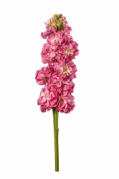 Matthiola incana StoX® Rose Pink | Stock - 30 seeds / 65-75 cm / Rose-pink - Seeds