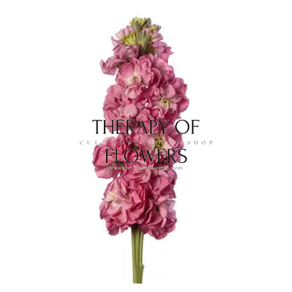 Matthiola incana StoX® Rose Pink | Stock - 30 seeds / 65-75 cm / Rose-pink - Seeds