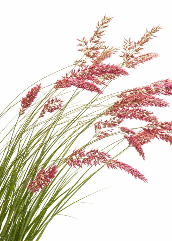 Melinis nerviglumis Savannah | Ruby Grass therapyofflowers.com