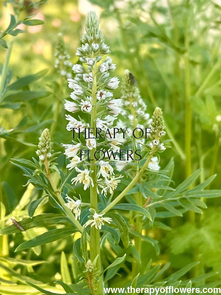 Mignonette White | Reseda alba therapyofflowers.com