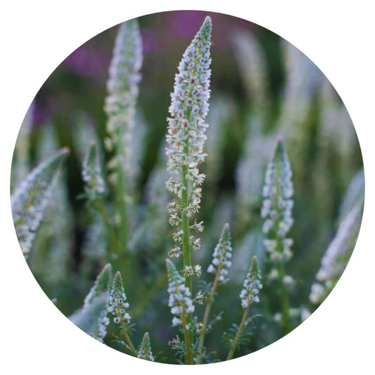 Mignonette White | Reseda alba therapyofflowers.com