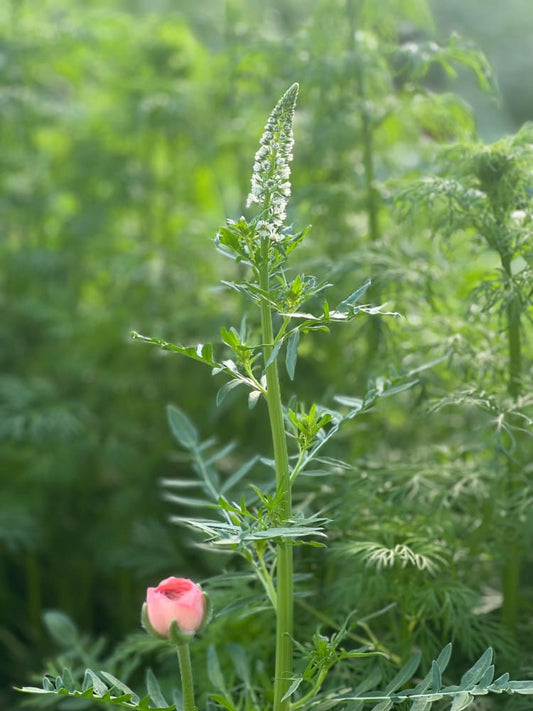 Mignonette White | Reseda alba therapyofflowers.com