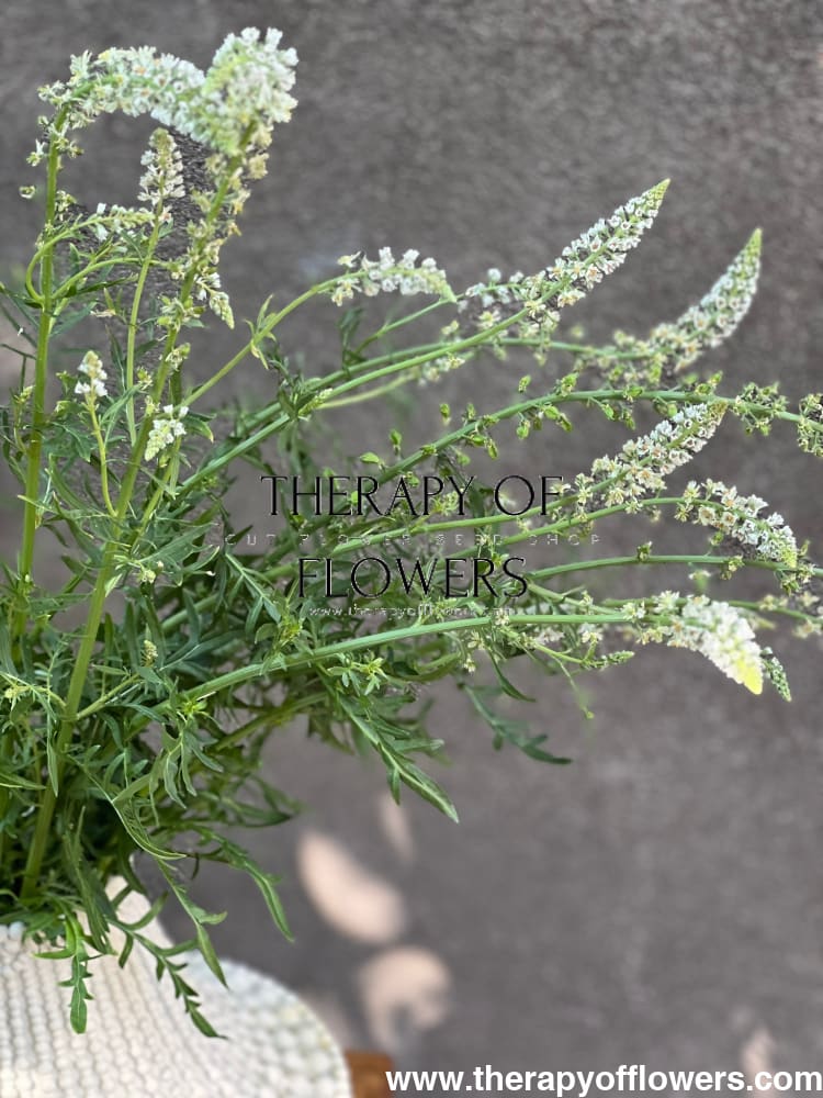 Mignonette White | Reseda alba therapyofflowers.com