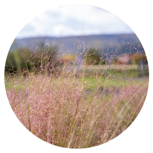 Muhlenbergia capillaris Ruby | Pink Muhly Grass therapyofflowers.com
