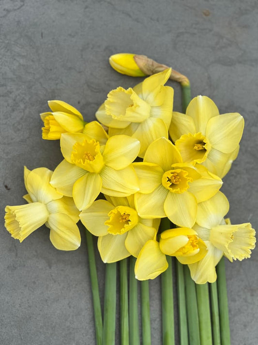 Narcissus Avalon therapyofflowers.com