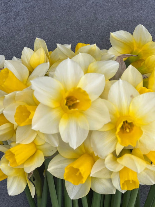 Narcissus Golden Echo therapyofflowers.com