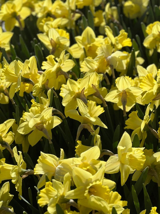 Narcissus Ladea therapyofflowers.com