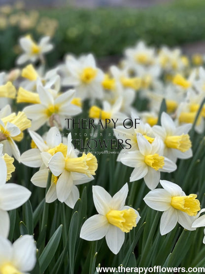 Narcissus Watch Up therapyofflowers.com