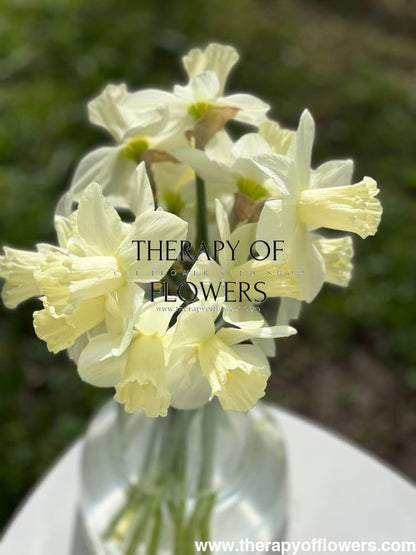 Narcissus Watch Up therapyofflowers.com
