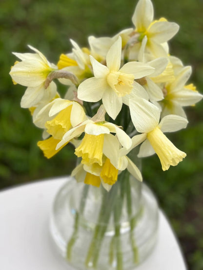 Narcissus Watch Up therapyofflowers.com