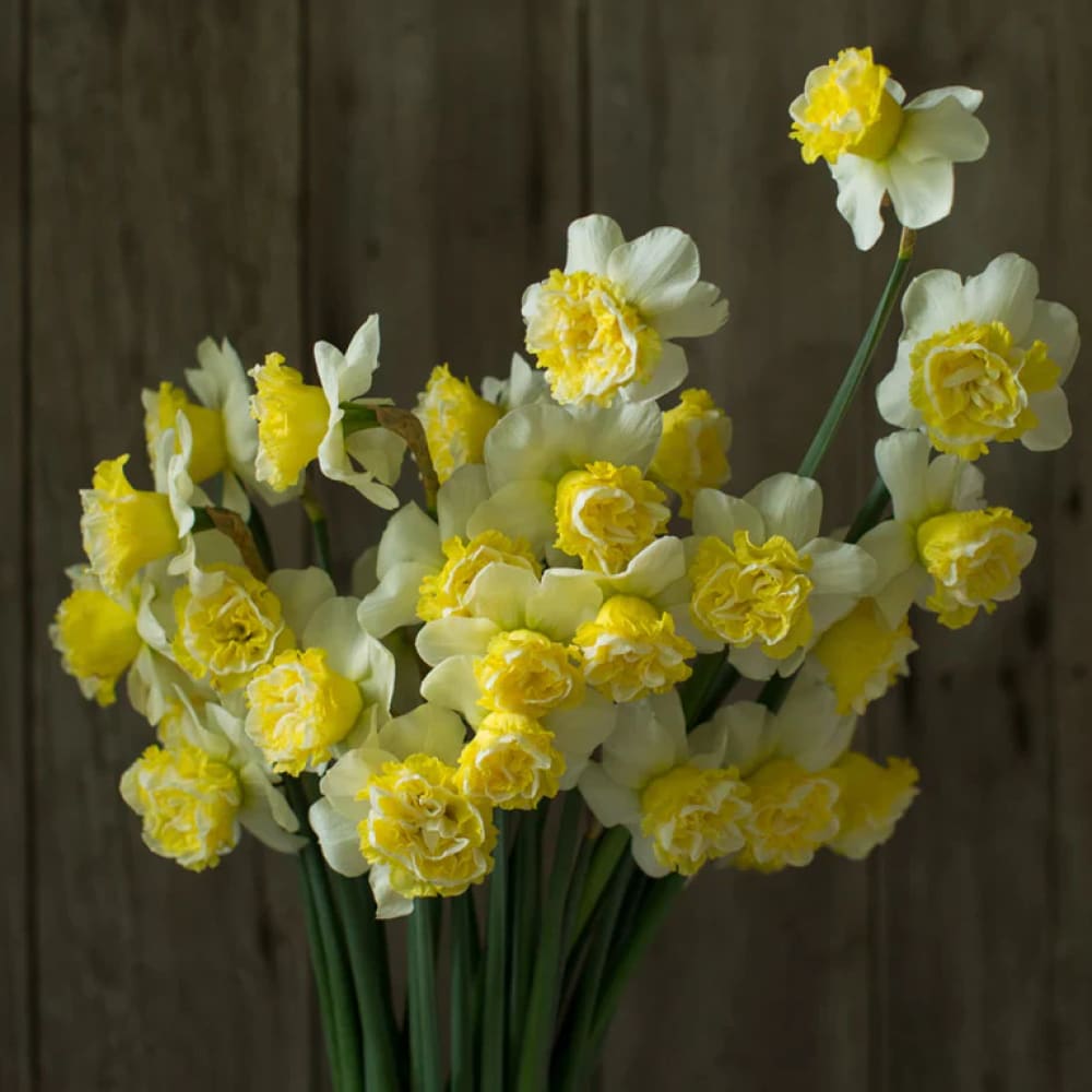 Narcissus Wave therapyofflowers.com