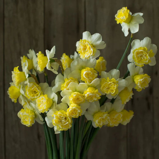 Narcissus Wave therapyofflowers.com