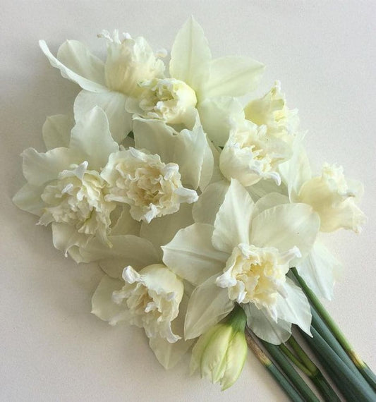 Narcissus White Marvel therapyofflowers.com