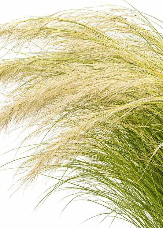 Nassella tenuissima Pony Tails | Mexican feathergrass - 50 seeds / Grown as an annual / 75 cm - Seeds