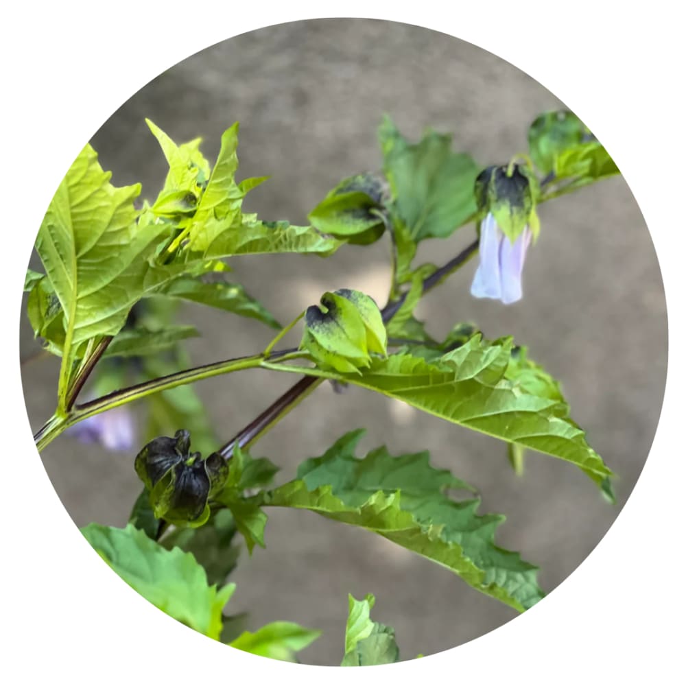 Nicandra physalodes Apple of Peru | Shoo Fly Plant - 20 raw seeds / 90 cm - seeds