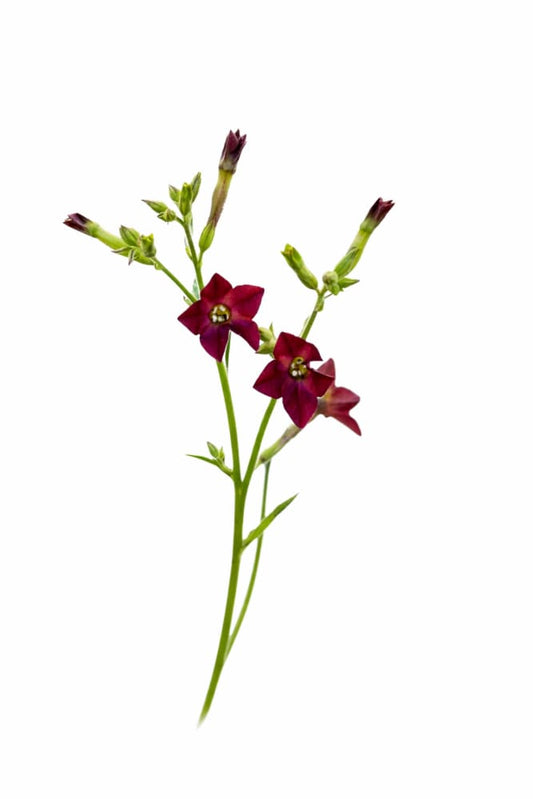 Nicotiana langsdorffii Bronze Queen | Flowering Tobacco therapyofflowers.com