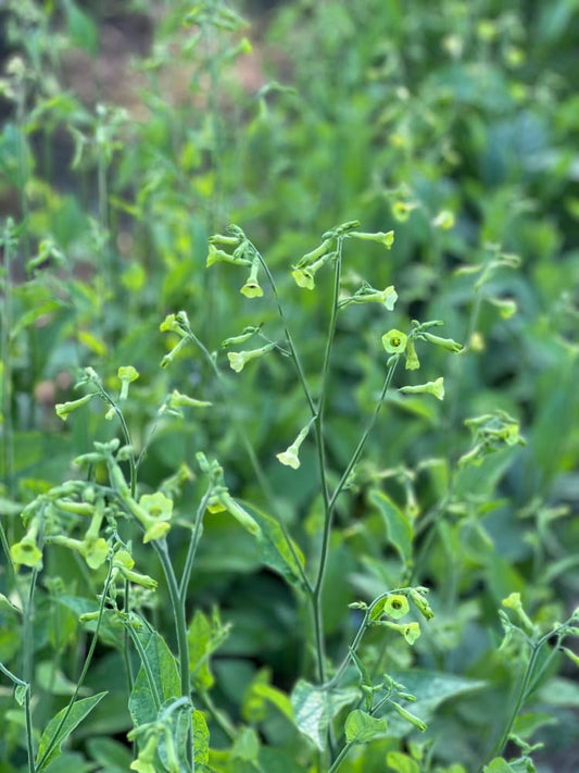 Nicotiana langsdorffii Lemon Tree therapyofflowers.com