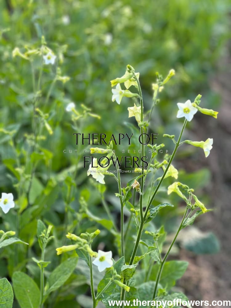 Nicotiana x hybrida Starlight Dancer therapyofflowers.com