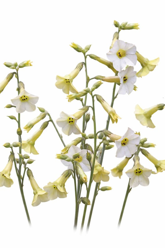 Nicotiana langsdorffii Starlight Dancer | Flowering Tobacco therapyofflowers.com