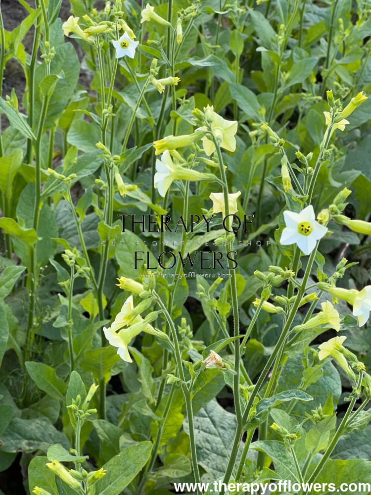 Nicotiana x hybrida Starlight Dancer therapyofflowers.com