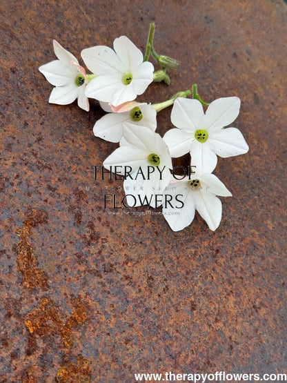 Nicotiana x sanderae Sirius Appleblossom F1 | Flowering Tobacco | Pelleted therapyofflowers.com